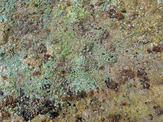 Close-up green algae wallpaper. Powerful natural sea source.