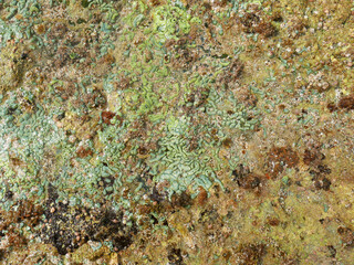 Close-up green algae wallpaper. Powerful natural sea source.