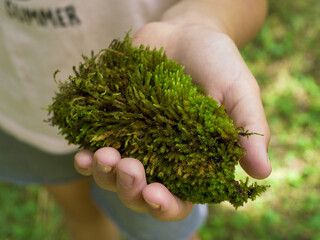 Kids hand holding a bunch of lush green moss, showcasing its rich texture and color under the warm sunlight in a serene outdoor setting.