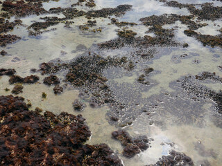 Top view of sand and rocks with moss and sea shells