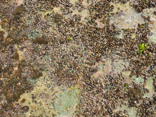 Top view of sand and rocks with moss and sea shells