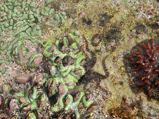 Top view of sand and rocks with moss and sea shells
