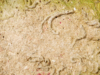Top view of sand and rocks with moss and sea shells
