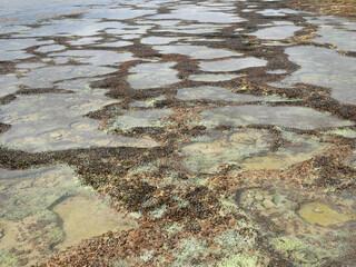 Top view of sand and rocks with moss and sea shells