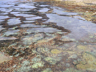 Top view of sand and rocks with moss and sea shells