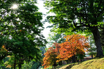 Dogwood trees with red orange fall foliage in autumn in a park with a lane