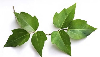 Wild Poison ivy climbing vine plant - Toxicodendron radicans - growing in the forest. Hazard environment. Thickets of toxic plant. Leaves of three leave them be. Isolated on white background
