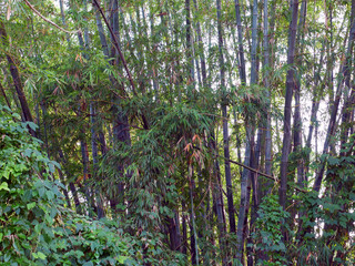 Autumn forest perfect to get lost