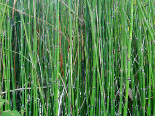 Bamboo forest perfect to relax