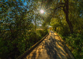 Sunburst through trees on shaded boardwalk in a BC public park.