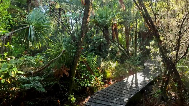 Walking Path on the Coromandel Forest Park : Exploring the Lush Native Forests and Biodiverse Landscapes of New Zealand