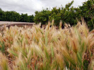 Colorful wild flowering herbs meadow.