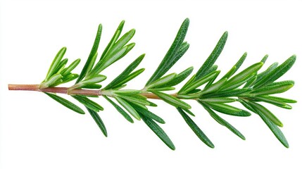 Obraz premium A green leaf on a white background with a clip area for text