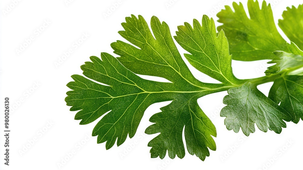 Sticker a close-up of a green leafy plant on a white background with its leaves reflected