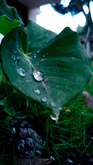 rain drops on a leaf