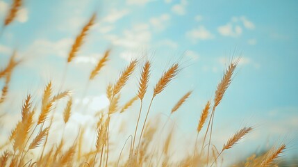 Fototapeta premium A close-up of lush grass with a clear blue sky overhead and fluffy white clouds framing the scene