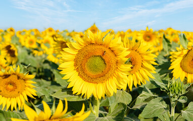 Fototapeta premium Beautiful sunflowers in the field