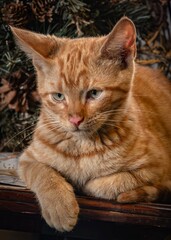 Meet Barley Corn  watch kitten at the farm shop 