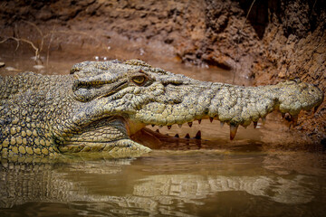 Fototapeta premium Crocodile swimming in the water