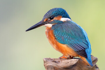 kingfisher on the branch