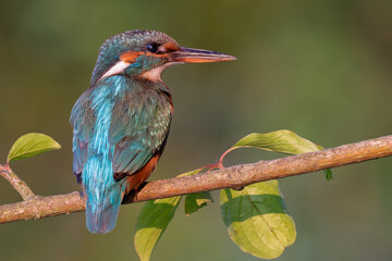 kingfisher perched on a branch