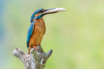 kingfisher lurking on a branch