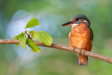 kingfisher lurking on a branch