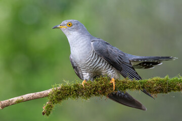 cuckoo on a spring day