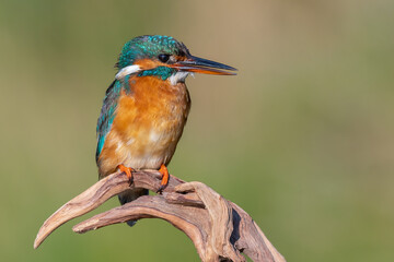 kingfisher lurking on a branch