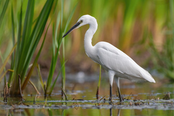 Obraz premium Little egret in the marsh