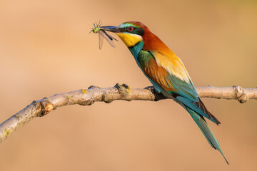 bee eater perched on branch with a dragonfly 