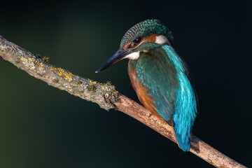kingfisher on branch