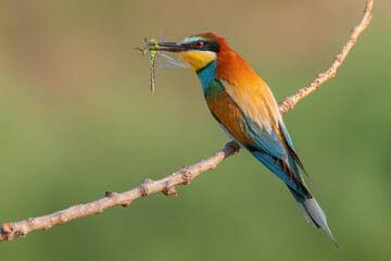 bee-eater with a dragonfly