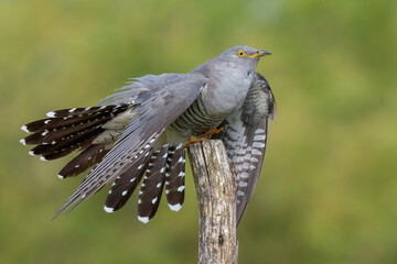 cuckoo on a spring day with spread wings