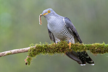 cuckoo on a spring day with a caught caterpillar