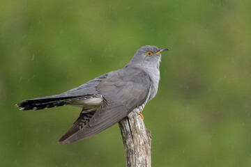 Fototapeta premium cuckoo on a spring day