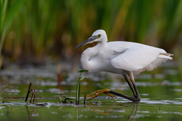 Little egret in the marsh