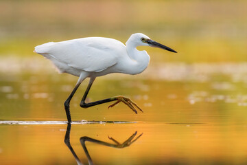 Little egret Egretta garzetta