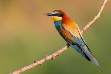 bee-eater in the afternoon light on the branch