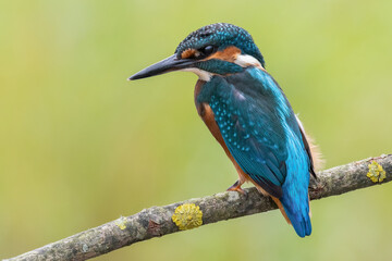 kingfisher perched on a branch