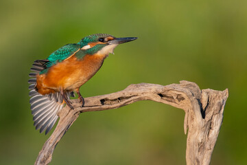 kingfisher perched on a branch