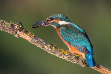 a kingfisher with a caught fish