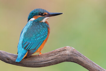 kingfisher on the branch