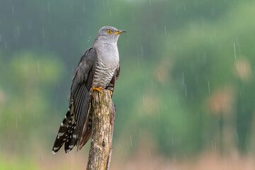 cuckoo in the rain