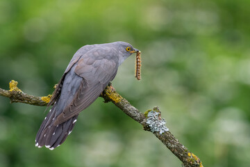 cuckoo on a spring day with a caught caterpillar