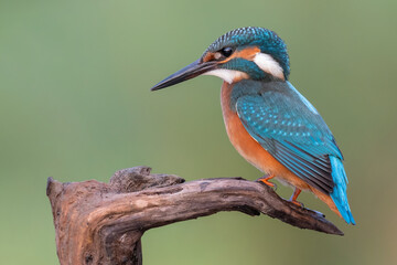 kingfisher on branch