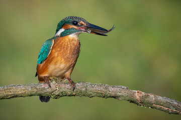 Fototapeta premium a kingfisher with a caught fish