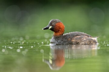 Little grebe with reflection