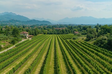 broad landscape of a vineyard in Veneto Italy featuring young vine rows