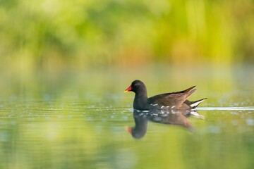 Common moorhen in its natural habitat